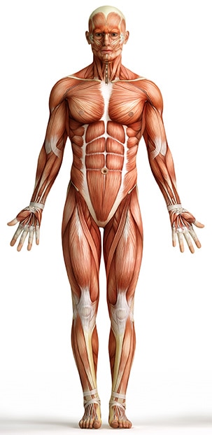 Anatomía muscular del cuerpo humano